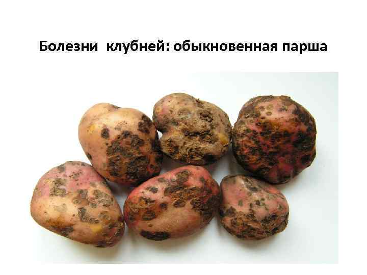 Болезни клубней: обыкновенная парша 