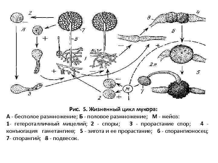 Жизненный цикл споры