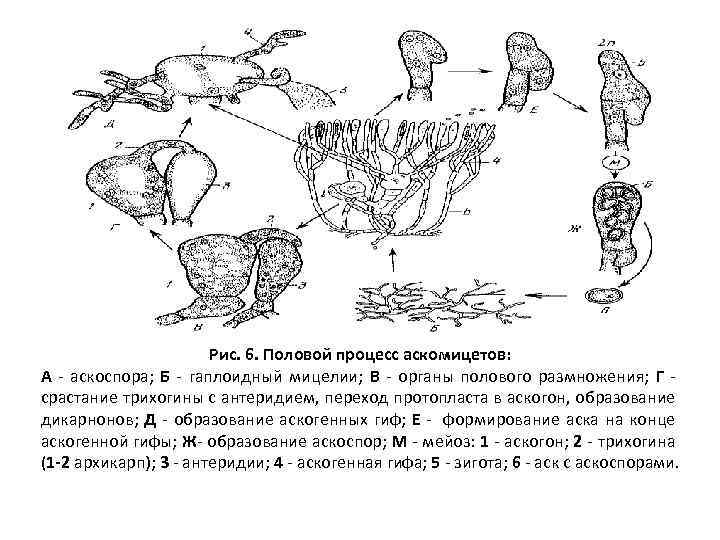 Рис. 6. Половой процесс аскомицетов: А аскоспора; Б гаплоидный мицелии; В органы полового размножения;