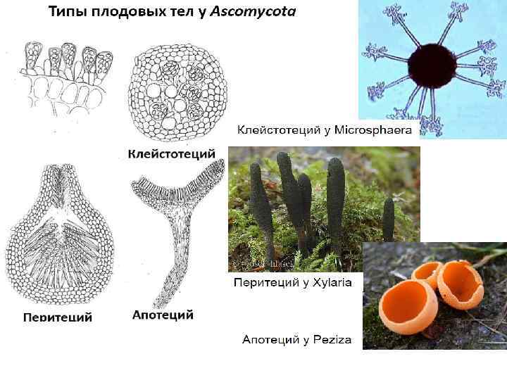 Плодовые тела лишайников. Типы плодовых тел аскомицетов. Строение плодового тела аскомицетов. Плодовое тело у Ascomycetes. Аскомицеты строение.