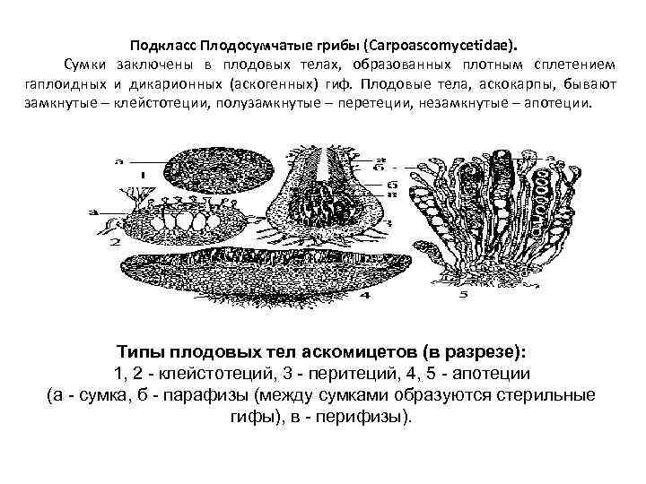 Плодовые тела лишайников. Плодовое тело грибов клейстотеций. Строение апотеция лишайника. Строение апотеция. Типы плодовых тел клейстотеции.