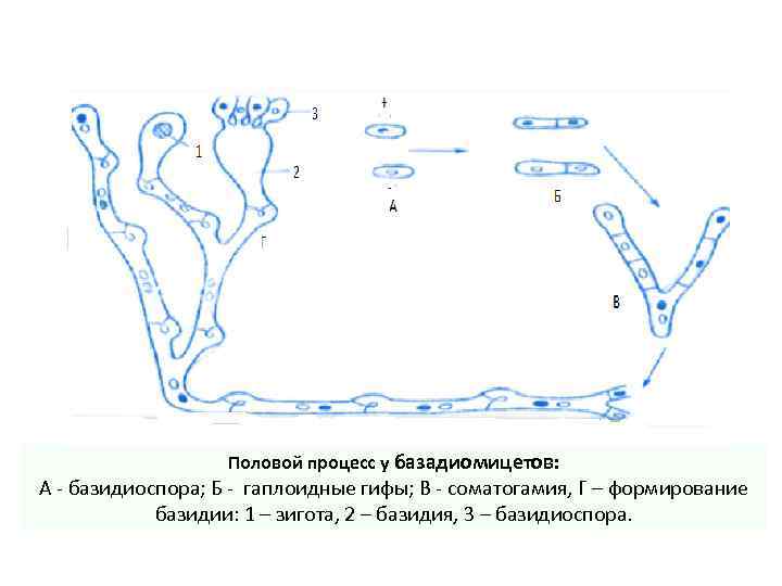 Половой процесс у базадиомицетов: А базидиоспора; Б гаплоидные гифы; В соматогамия, Г – формирование