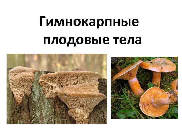 Гимнокарпные плодовые тела 