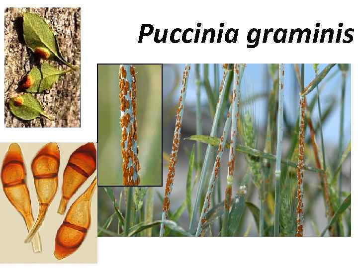 Puccinia graminis 
