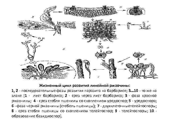 Жизненный цикл развития линейной ржавчины: 1, 2 последовательные фазы развития паразита на барбарисе; 3.