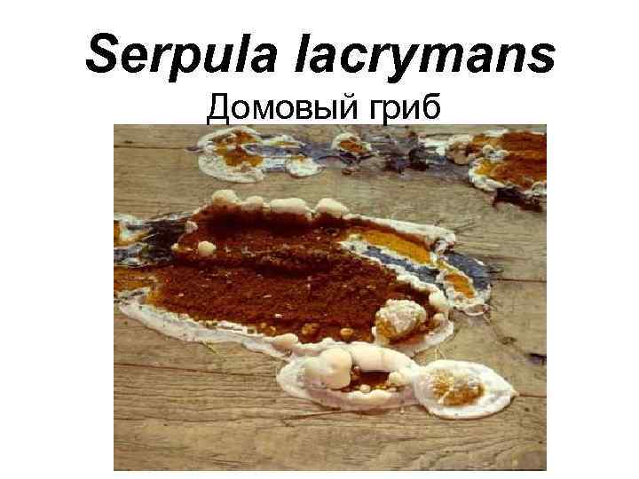 Serpula lacrymans Домовый гриб 