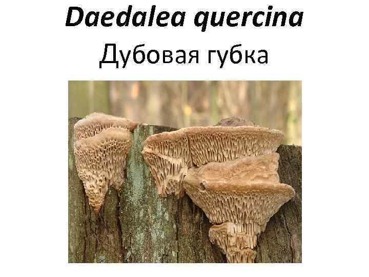 Daedalea quercina Дубовая губка 