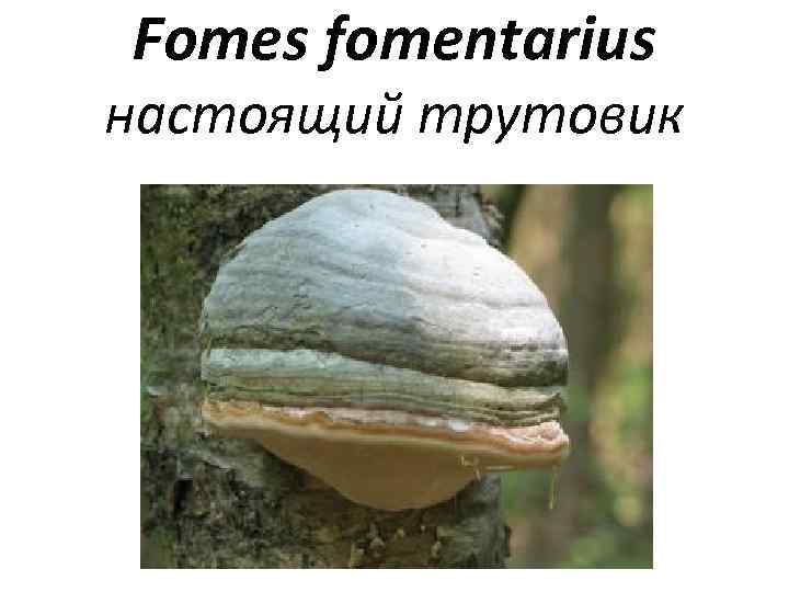 Fomes fomentarius настоящий трутовик 