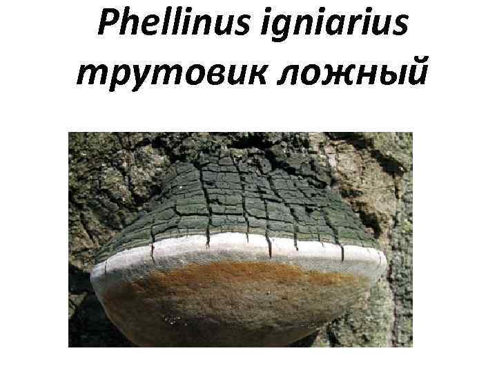 Phellinus igniarius трутовик ложный 