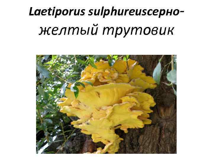Laetiporus sulphureusсерно- желтый трутовик 