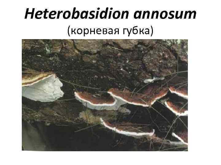Heterobasidion annosum (корневая губка) 