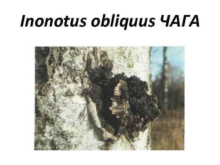 Inonotus obliquus ЧАГА 
