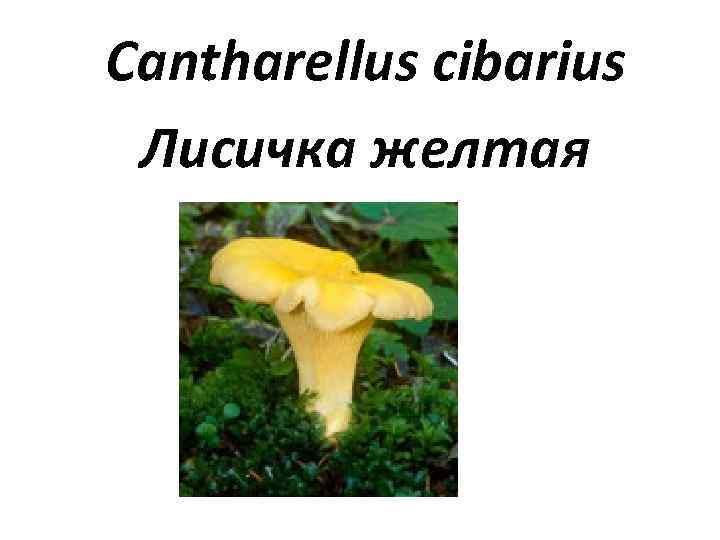 Cantharellus cibarius Лисичка желтая 
