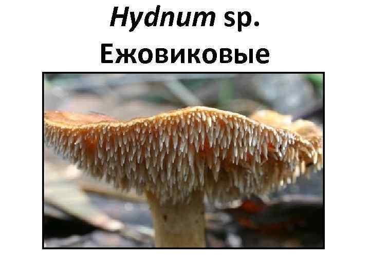 Hydnum sp. Ежовиковые 