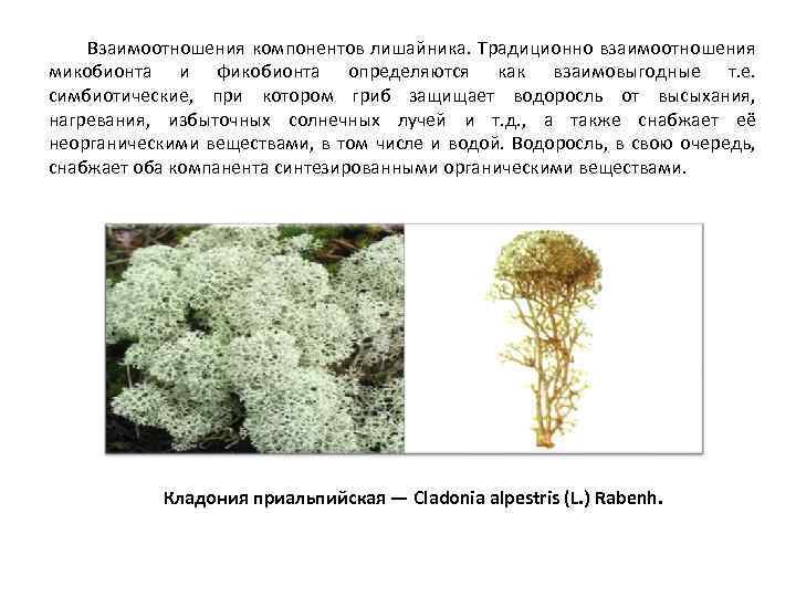 Взаимоотношения компонентов лишайника. Традиционно взаимоотношения микобионта и фикобионта определяются как взаимовыгодные т. е. симбиотические,