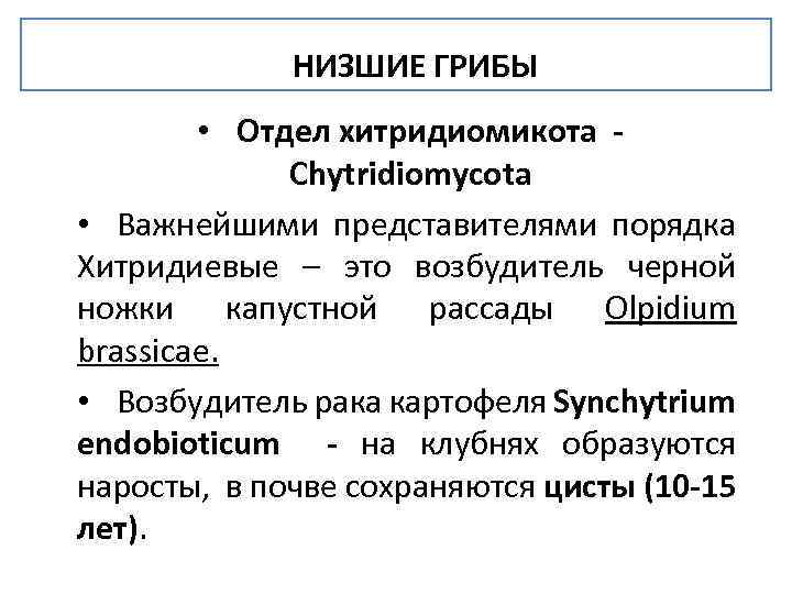 Низшие грибы. Отдел Хитридиомикота представители. Отделы грибов (отдел Хитридиомикота. Отдел грибов Хитридиомикота. Отдел Chytridiomycota общая характеристика.