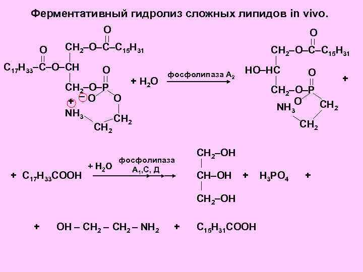 Ферментативный гидролиз сложных липидов in vivo. О О О СН 2 О С С