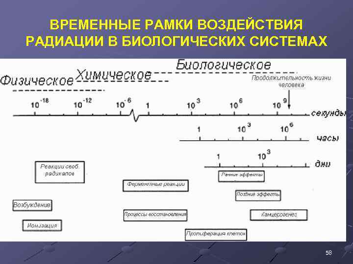 ВРЕМЕННЫЕ РАМКИ ВОЗДЕЙСТВИЯ РАДИАЦИИ В БИОЛОГИЧЕСКИХ СИСТЕМАХ 58 