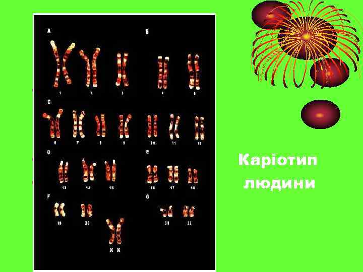  • • • Каріотип людини 