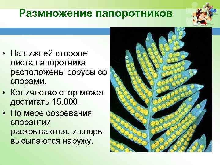 Папоротники размножаются спорами. Отдел Папоротниковидные размножение. Сорус папоротника плоидность. Спорангий папоротника образуется из. Сорусы спорангий споры.