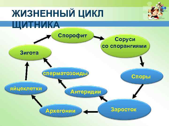 Какой тип развития характерен для клопа щитника ягодного изображенной на рисунке