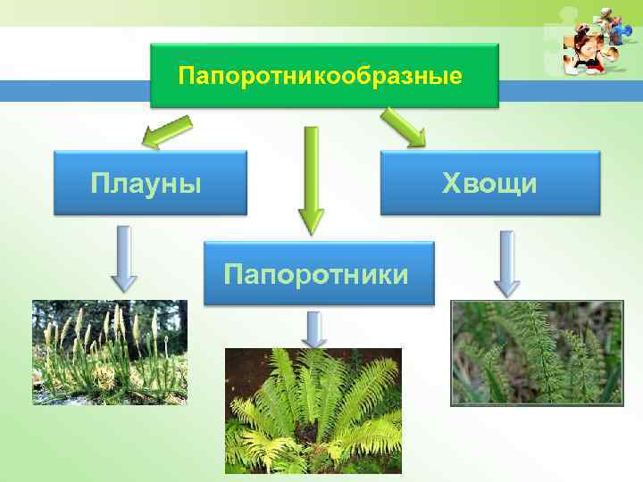 Значение плаунов хвощей и папоротников в природе