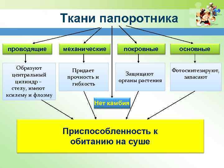 Презентация папоротники 11 класс