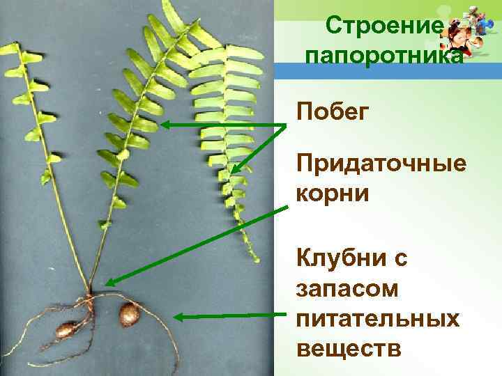 Соотнеси изображения папоротников с их названием