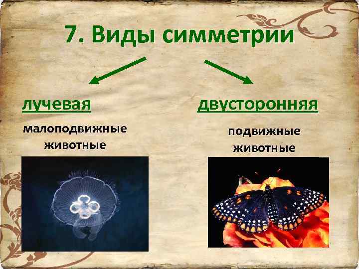 7. Виды симметрии лучевая малоподвижные животные двусторонняя подвижные животные 