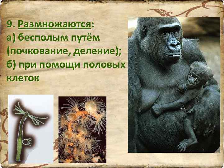 9. Размножаются: а) бесполым путём (почкование, деление); б) при помощи половых клеток 