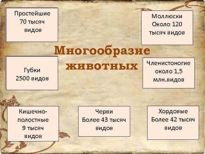 Простейшие 70 тысяч видов Губки 2500 видов Кишечнополостные 9 тысяч видов Моллюски Около 120