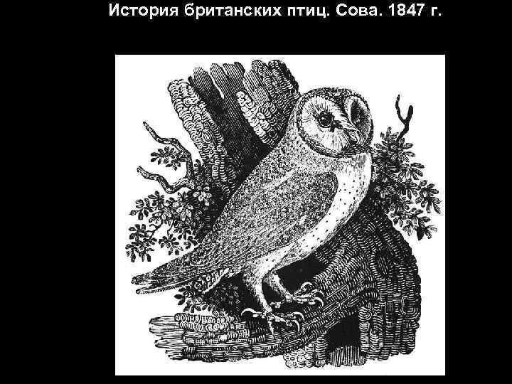 История британских птиц. Сова. 1847 г. 