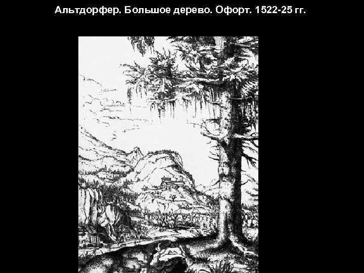 Альтдорфер. Большое дерево. Офорт. 1522 -25 гг. 