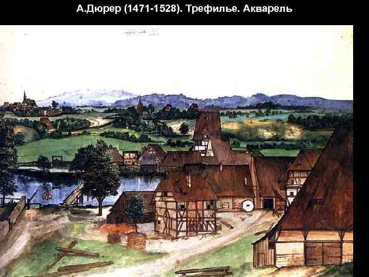 А. Дюрер (1471 -1528). Трефилье. Акварель 