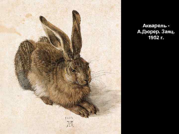 Акварель А. Дюрер. Заяц. 1952 г. 