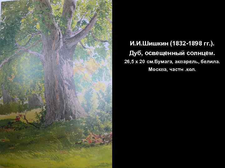 И. И. Шишкин (1832 -1898 гг. ). Дуб, освещенный солнцем. 26, 5 х 20
