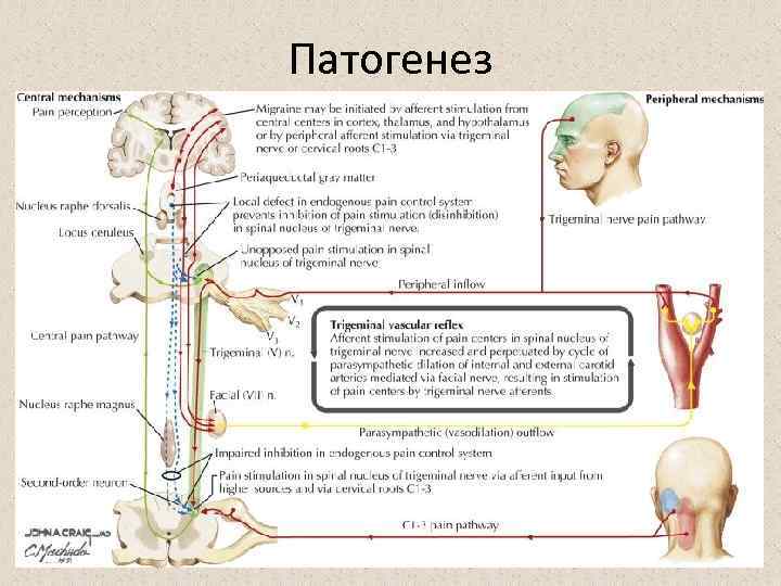 Патогенез 