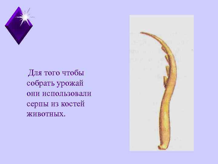 Для того чтобы собрать урожай они использовали серпы из костей животных. 