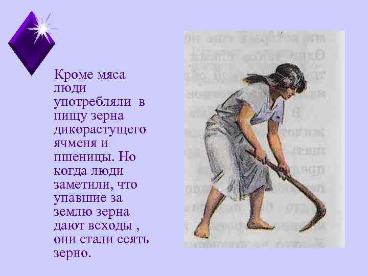 Кроме мяса люди употребляли в пищу зерна дикорастущего ячменя и пшеницы. Но когда люди