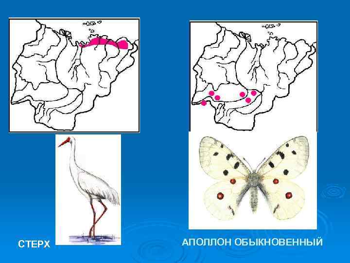 СТЕРХ АПОЛЛОН ОБЫКНОВЕННЫЙ 