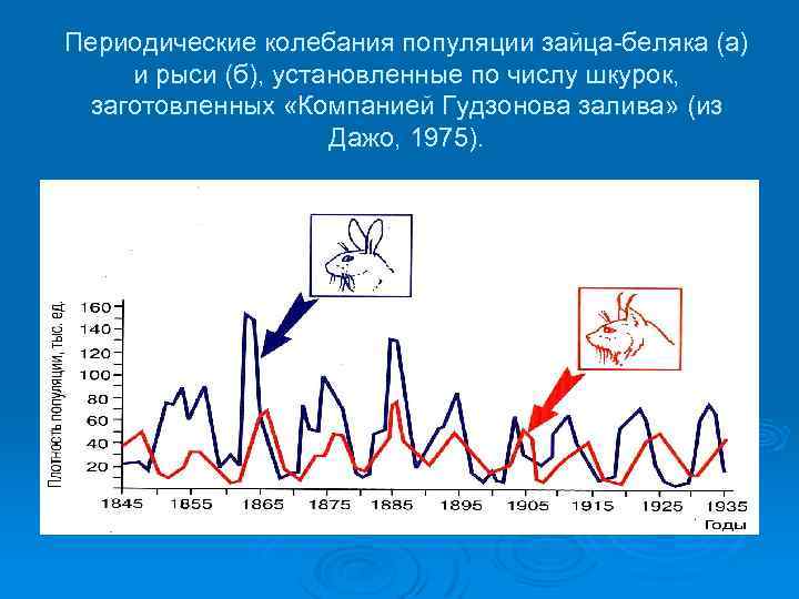 Периодические колебания популяции зайца-беляка (а) и рыси (б), установленные по числу шкурок, заготовленных «Компанией