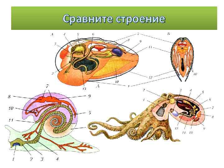 Сравните строение 