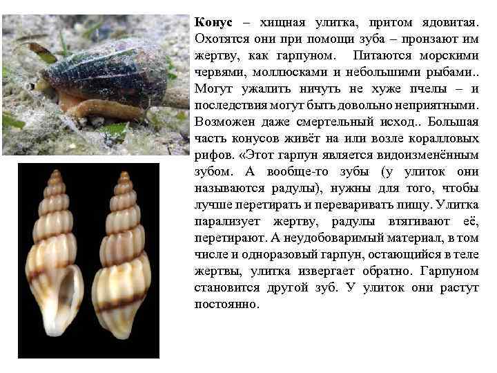 Конус – хищная улитка, притом ядовитая. Охотятся они при помощи зуба – пронзают им