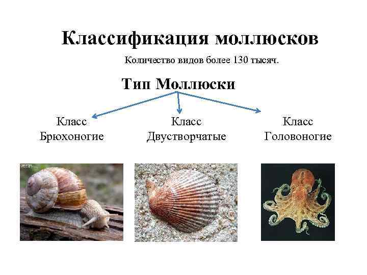 Классификация моллюсков Количество видов более 130 тысяч. Тип Моллюски Класс Брюхоногие Класс Двустворчатые Класс