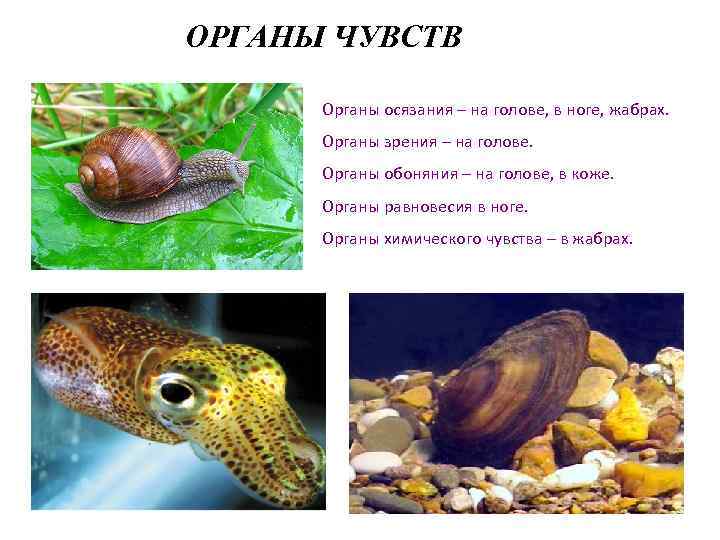 ОРГАНЫ ЧУВСТВ Органы осязания – на голове, в ноге, жабрах. Органы зрения – на