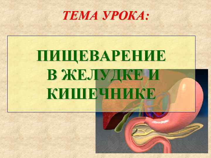 ТЕМА УРОКА: ПИЩЕВАРЕНИЕ В ЖЕЛУДКЕ И КИШЕЧНИКЕ 