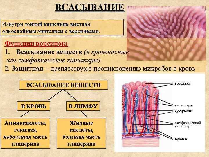 ВСАСЫВАНИЕ Изнутри тонкий кишечник выстлан однослойным эпителием с ворсинками. Функции ворсинок: 1. Всасывание веществ
