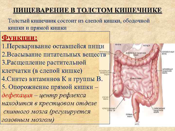 ПИЩЕВАРЕНИЕ В ТОЛСТОМ КИШЕЧНИКЕ Толстый кишечник состоит из слепой кишки, ободочной кишки и прямой