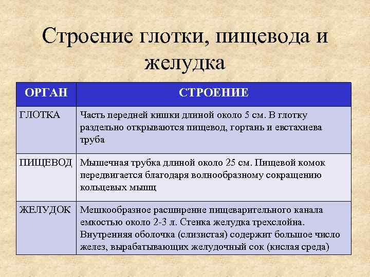Строение глотки, пищевода и желудка ОРГАН ГЛОТКА СТРОЕНИЕ Часть передней кишки длиной около 5