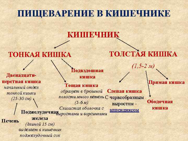 ПИЩЕВАРЕНИЕ В КИШЕЧНИКЕ КИШЕЧНИК ТОНКАЯ КИШКА Двенадцатиперстная кишка начальный отдел тонкой кишки (25 -30